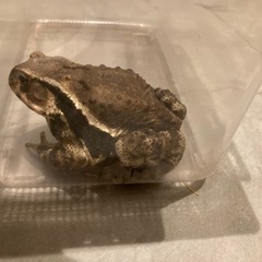 アズマヒキガエル