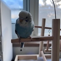 セキセイインコ「一旦受付終了」