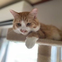 おっとりふわふわ長毛　まるくん