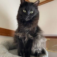 長毛黒猫のイケメン　はうくん - 猫