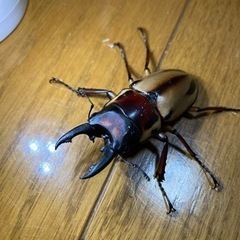 【取引決定】ファブリースタカクワイペア　¥2,000