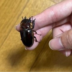 【取引決定】ファブリースタカクワイペア　¥2,000の画像