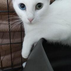 一時募集停止 オッドアイの白猫ちゃん