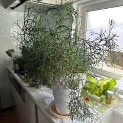 観葉植物①リプサリス カスッサ 剪定したもの一番小さいタイプ