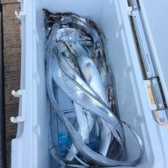 一緒に海釣り行きませんか？
