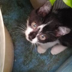 子猫の里親さん募集です*