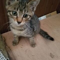 子猫の里親さん募集です
