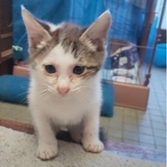 子猫　2ヶ月