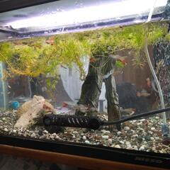 グッピー（熱帯魚）の画像