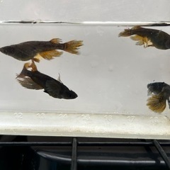 妲己　メダカの画像