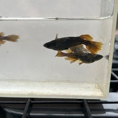 妲己　メダカの画像