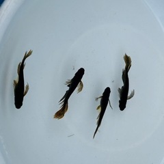 妲己　メダカの画像
