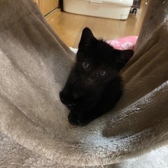 兄弟に置いてきぼりの男の子 - 猫