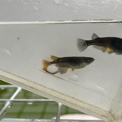 ゾンビ　メダカの画像