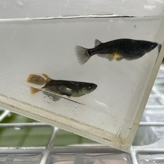 ゾンビ　メダカの画像