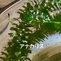 水草5種増量中/マツモ/ウキクサ/アマゾンフロッグ/アナカリス/ウォーターコインの画像