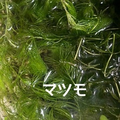 水草5種増量中/マツモ/ウキクサ/アマゾンフロッグ/アナカリス/ウォーターコインの画像