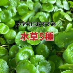 水草5種増量中/マツモ/ウキクサ/アマゾンフロッグ/アナカリス/...