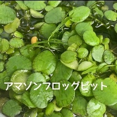 水草5種増量中/マツモ/ウキクサ/アマゾンフロッグ/アナカリス/ウォーターコインの画像
