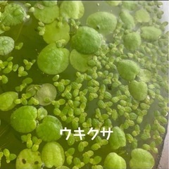 水草5種増量中/マツモ/ウキクサ/アマゾンフロッグ/アナカリス/ウォーターコインの画像