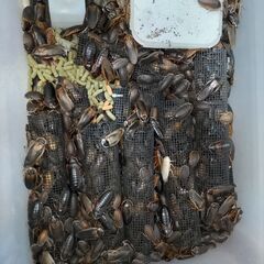 デュビア無料で差し上げます