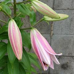 ユリの切り花
