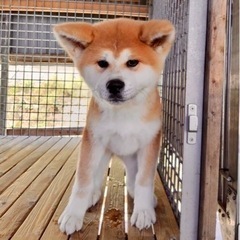 秋田犬　メス