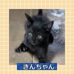 里親さま決定🩷キンちゃん４／25生まれ