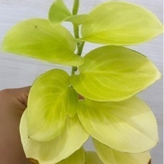スキンダプサス ルビコン 斑入り 