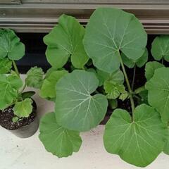 🌱①カボチャの苗🌱の画像