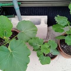 🌱①カボチャの苗🌱の画像