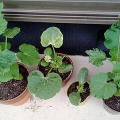 🌱①カボチャの苗🌱の画像