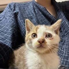 仔猫 生後5~6週 里親決定