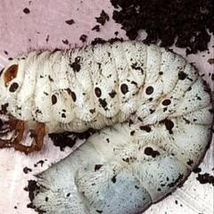 マルスゾウカブト幼虫１ペアー