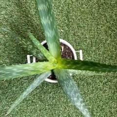 アロエ　植物 ガーデニング