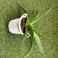 アロエ　植物 ガーデニングの画像