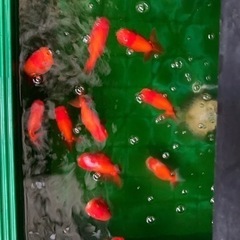 金魚　桜錦　2歳　8〜10センチくらい