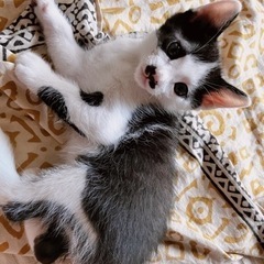 ちょび髭子猫・黒猫・幸運のかぎしっぽ