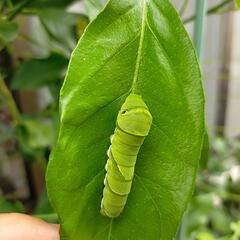 アゲハ蝶の幼虫