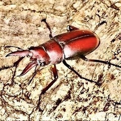オキナワノコギリクワガタ♂５匹まとめ売り✨