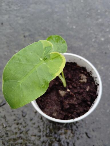 コロカシア、ギガンティア斑入り (アロコロPlants) 首里の家具の