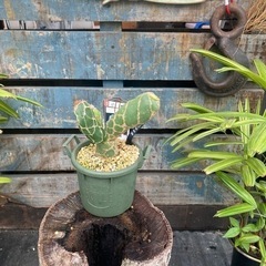 オプンチア　ゼブリナ　コブラ

