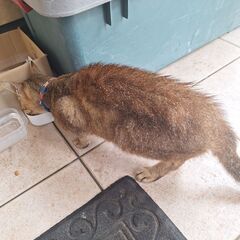迷いねこ