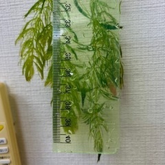 水草マツモ