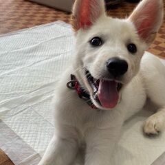 ３ヶ月の仔犬【⠀里親募集  】