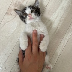 すぐ降参ポーズする男の子です