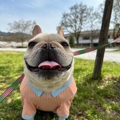 犬友募集🌈