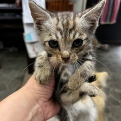 子猫　オス　生後１ヶ月くらい？ - 福岡市