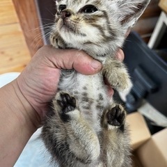 子猫　オス　生後１ヶ月くらい？ - 猫