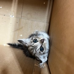 子猫　オス　生後１ヶ月くらい？ - 里親募集